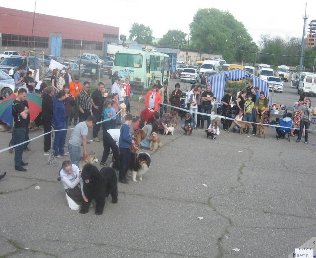 Фото: ньюфаундленд Mariya Mirabella s Berega Dona (Мария Мирабелла с Берега Дона)