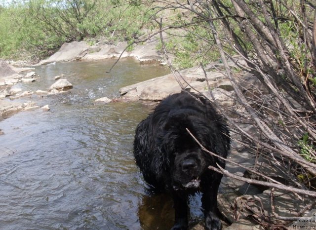 Фото: ньюфаундленд Arh B'yuti Odri Vol'naya Ptica (Арх Бьюти Одри Вольная Птица)