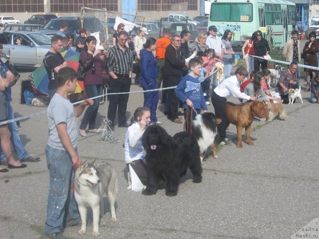 Фото: ньюфаундленд Mariya Mirabella s Berega Dona (Мария Мирабелла с Берега Дона)