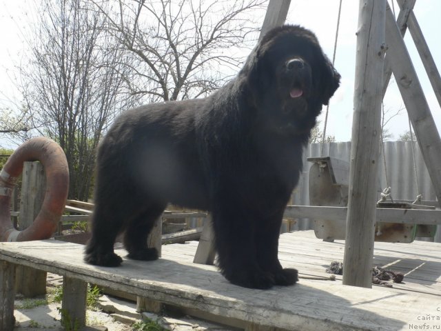 Фото: ньюфаундленд Super Premium Ameliya YEkshen (Супер Премиум Амелия Экшен)