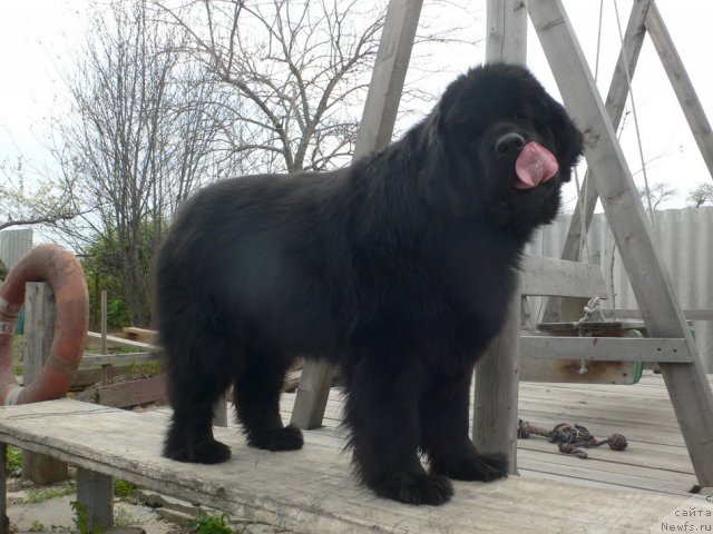 Фото: ньюфаундленд Super Premium Ameliya YEkshen (Супер Премиум Амелия Экшен)