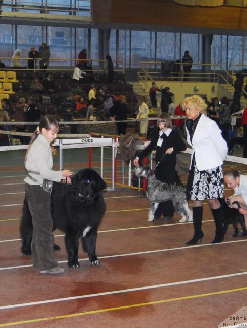 Фото: ньюфаундленд Jemchug Grand iz Unikal'noy Kollekcii (Жемчуг Гранд из Уникальной Коллекции)