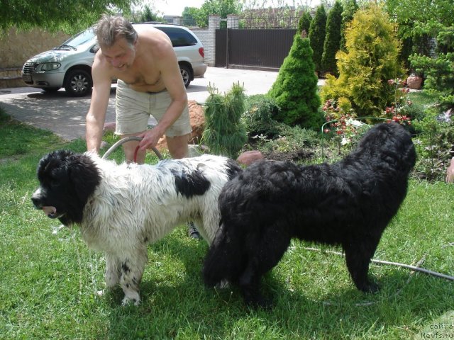Фото: ньюфаундленд Fenix du Puy de Vendegre, ньюфаундленд Elizar Vialiki Miadzvedz (Елизар Вялiкi Мядзведзь), Evgeniy Pronin (Евгений Пронин)