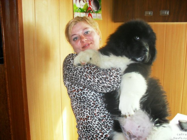 Фото: ньюфаундленд Super Premium Zanzibar (Супер Премиум Занзибар)