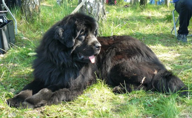Фото: ньюфаундленд Pchiolkin Dom Dikaya Orhideya (Пчёлкин Дом Дикая Орхидея)