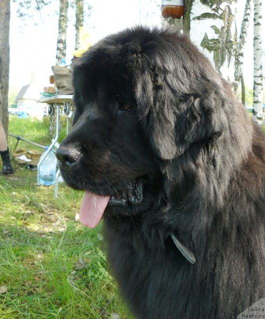 Фото: ньюфаундленд Pchiolkin Dom Dikaya Orhideya (Пчёлкин Дом Дикая Орхидея)