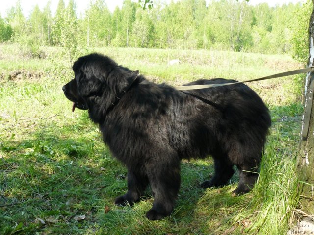 Фото: ньюфаундленд Pchiolkin Dom Dikaya Orhideya (Пчёлкин Дом Дикая Орхидея)