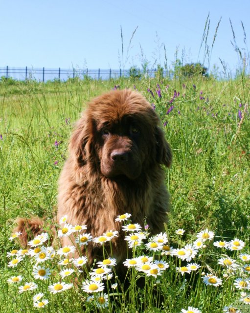 Фото: ньюфаундленд Irishcream Von Szentpaly