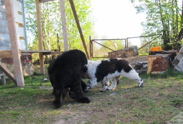 Фото: ньюфаундленд Ih Vyisochestvo Vladlena Madjiks (Их Высочество Владлена Маджикс), ньюфаундленд Super Bizon Ekaterinburg (Супер Бизон Екатеринбург)