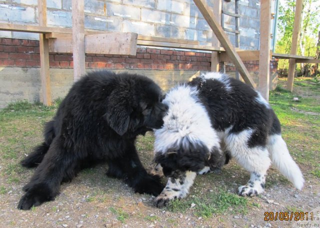 Фото: ньюфаундленд Ih Vyisochestvo Vladlena Madjiks (Их Высочество Владлена Маджикс), ньюфаундленд Super Bizon Ekaterinburg (Супер Бизон Екатеринбург)