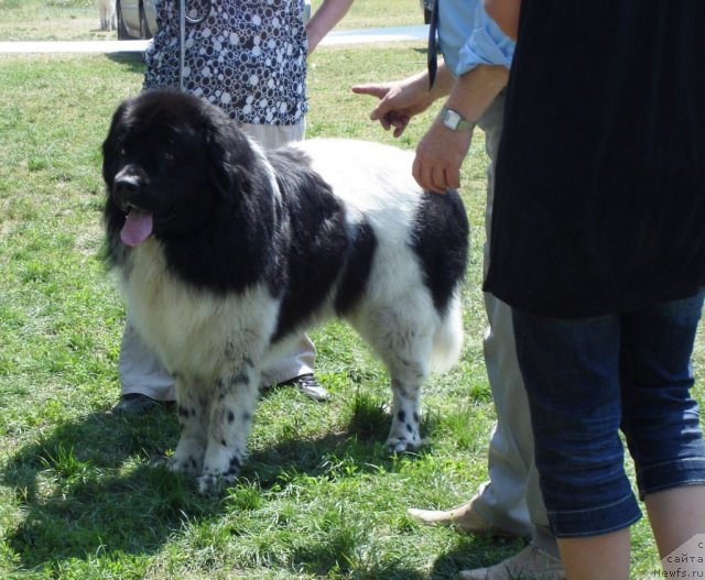 Фото: ньюфаундленд Bonapart (Бонапарт)