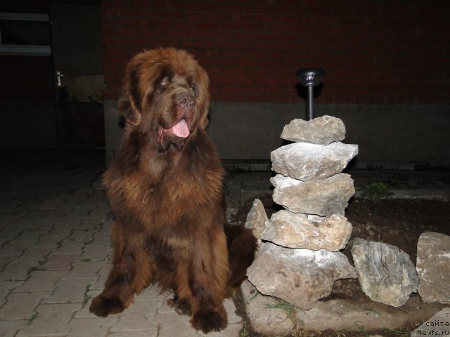 Фото: ньюфаундленд Barhatka Roskoshnaya (Бархатка Роскошная)