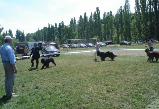 Фото: ньюфаундленд Beguschaya po Volnam Hasta la Vista (Бегущая по Волнам Хаста ла Виста), ньюфаундленд Santiago Milaya Bestia (Сантьяго Милая Бестия), ньюфаундленд Paloma Morning Star Almas-Alana