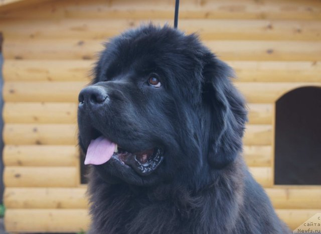 Фото: ньюфаундленд Sent Djons Ulrika (Сент Джонс Ульрика)