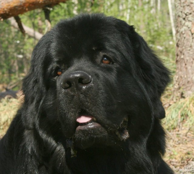 Фото: ньюфаундленд Aquatoriya Kelvin Kadril (Акватория Келвин Кадриль)