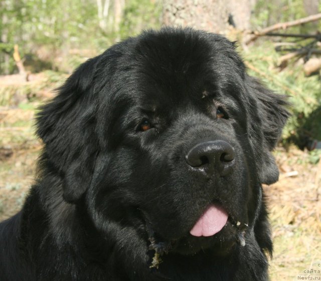 Фото: ньюфаундленд Aquatoriya Kelvin Kadril (Акватория Келвин Кадриль)