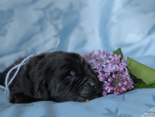 Фото: ньюфаундленд Sent Djons CHingizhan (Сент Джонс Чингизхан)