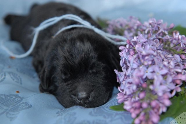 Фото: ньюфаундленд Sent Djons CHingizhan (Сент Джонс Чингизхан)