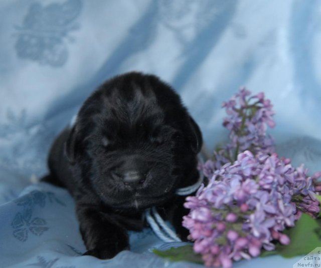 Фото: ньюфаундленд Sent Djons CHingizhan (Сент Джонс Чингизхан)