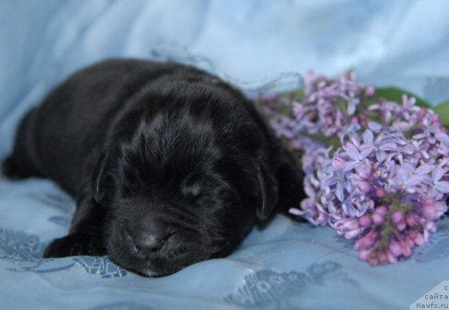 Фото: ньюфаундленд Sent Djons CHingizhan (Сент Джонс Чингизхан)