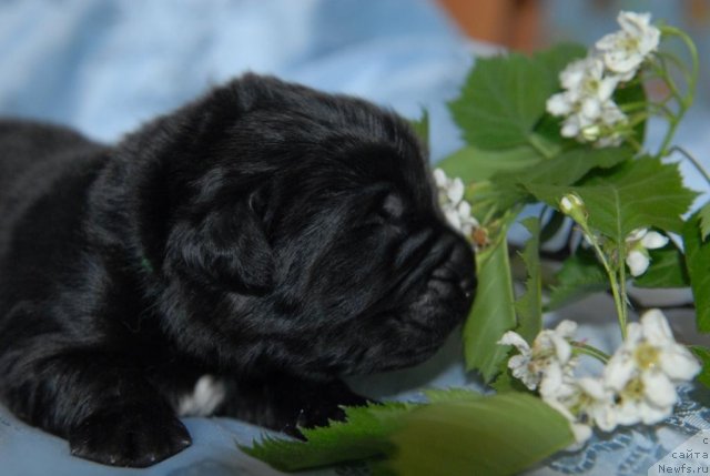 Фото: ньюфаундленд Sent Djons CHelenjer (Сент Джонс Челенжер)