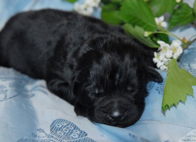 Черная рожден. Черный щенок родился значение цвета.