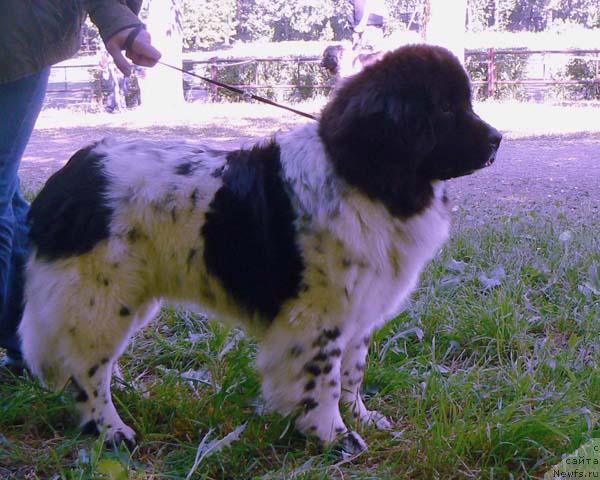 Фото: ньюфаундленд Voshodyashaya Zvezda (Восходящая Звезда)