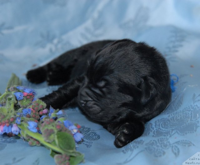 Фото: ньюфаундленд Sent Djons CHerchill' (Сент Джонс Черчилль)