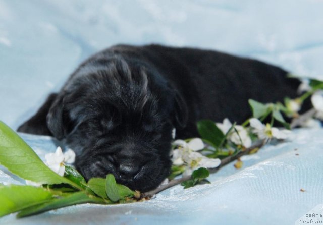 Фото: ньюфаундленд Sent Djons CHelsi (Сент Джонс Челси)