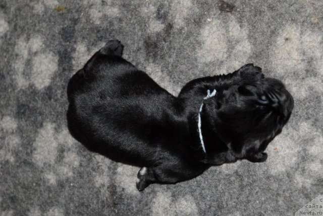 Фото: ньюфаундленд Sent Djons CHelsi (Сент Джонс Челси)