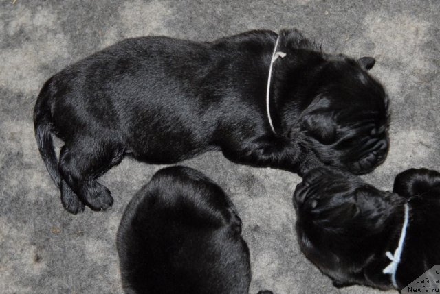 Фото: ньюфаундленд Sent Djons CHelsi (Сент Джонс Челси)