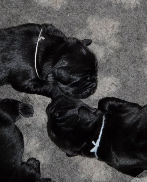 Фото: ньюфаундленд Sent Djons CHelsi (Сент Джонс Челси), ньюфаундленд Sent Djons CHingizhan (Сент Джонс Чингизхан)