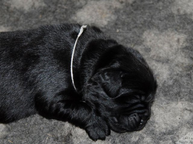 Фото: ньюфаундленд Sent Djons CHelsi (Сент Джонс Челси)