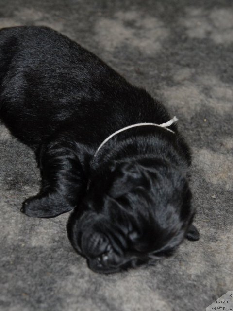 Фото: ньюфаундленд Sent Djons CHelsi (Сент Джонс Челси)