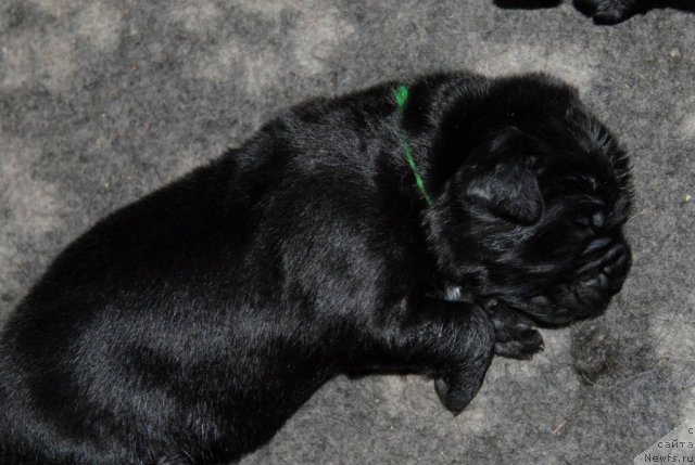 Фото: ньюфаундленд Sent Djons CHelenjer (Сент Джонс Челенжер)