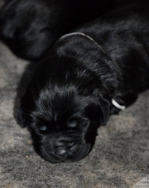 Фото: ньюфаундленд Sent Djons CHelsi (Сент Джонс Челси)