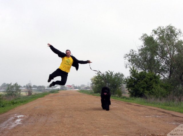 Фото: ньюфаундленд Ark Veles (Арк Велес)