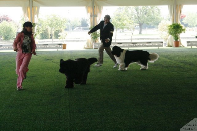 Фото: ньюфаундленд Thickish Newfoundland Neck or Nothing