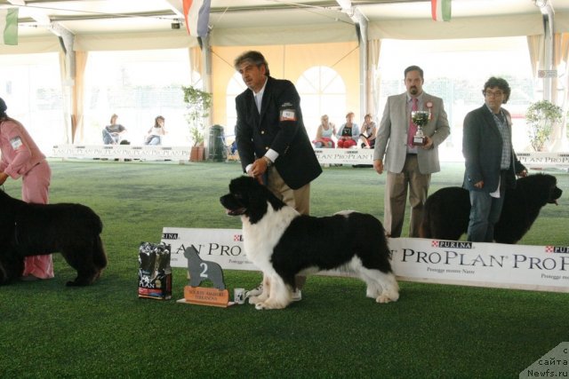 Фото: ньюфаундленд Thickish Newfoundland Neck or Nothing