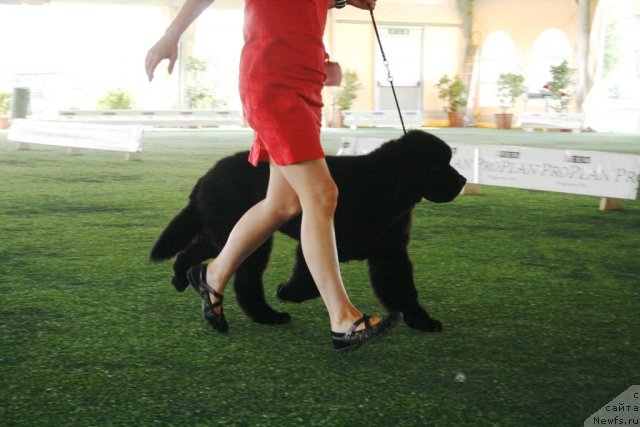 Фото: LITTLE BEARS DESIGNED IN ITALY FOR CHATENEWF