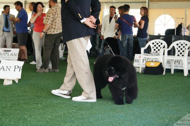 Фото: ньюфаундленд Numas First President at Thickish