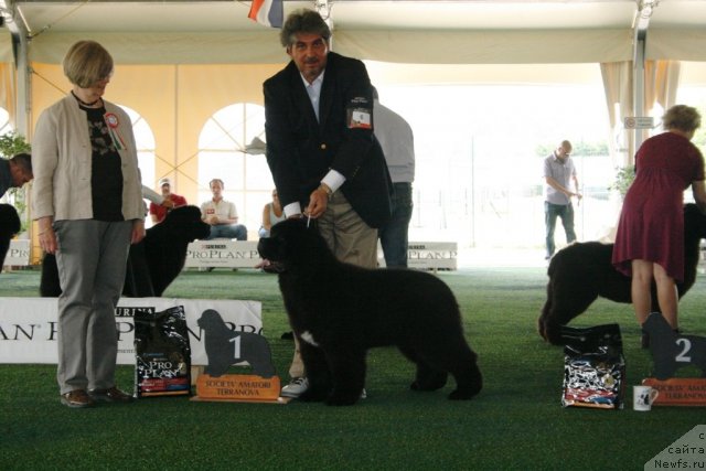 Фото: ньюфаундленд Numas First President at Thickish