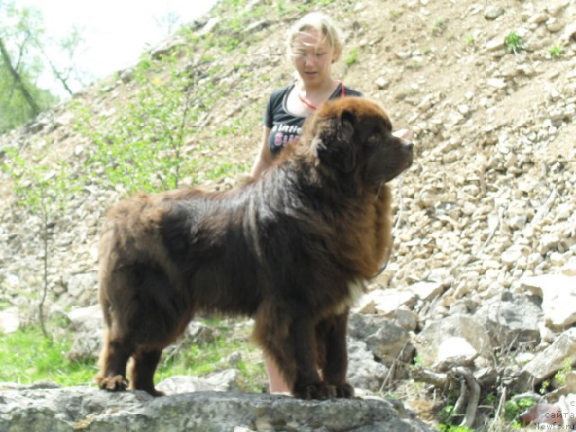 Фото: ньюфаундленд Povelitel' Velikih Ozer (Повелитель Великих Озер)