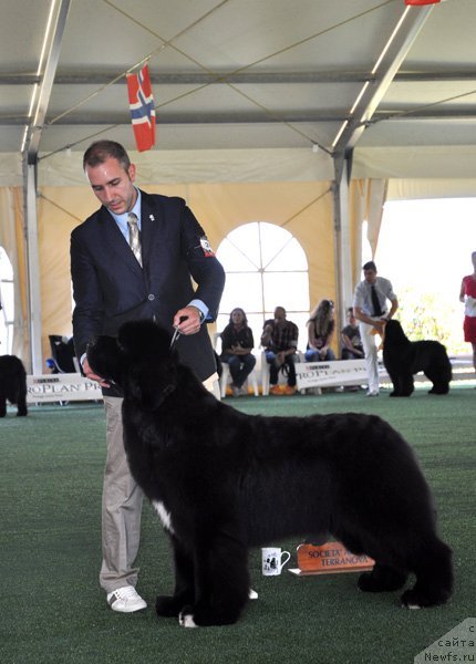 Фото: ньюфаундленд Seabrooks Best Man at Pouch Cove