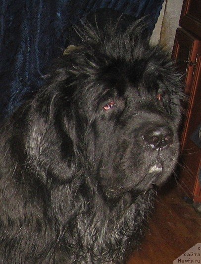 Фото: ньюфаундленд Balustar de Mantal'chino (Балустар де Мантальчино)