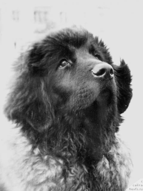 Фото: ньюфаундленд Jerardi YUt Ta (Жерарди Ют Та)