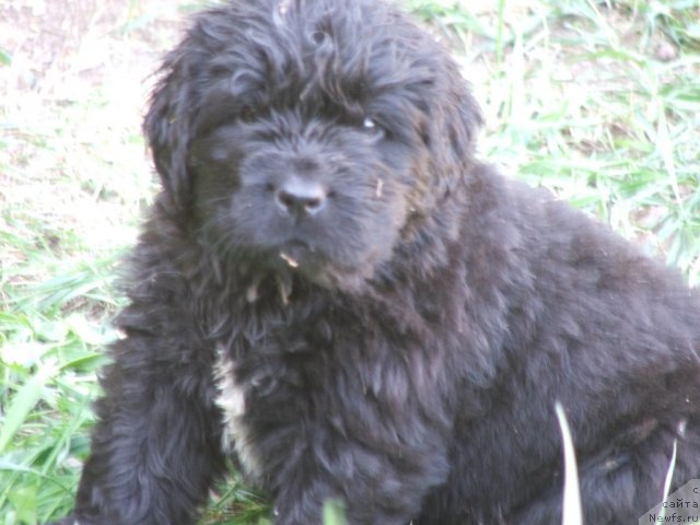 Фото: ньюфаундленд Plushevaya Panda Udivitelnaja Kejt (Плюшевая Панда Удивительная Кейт)