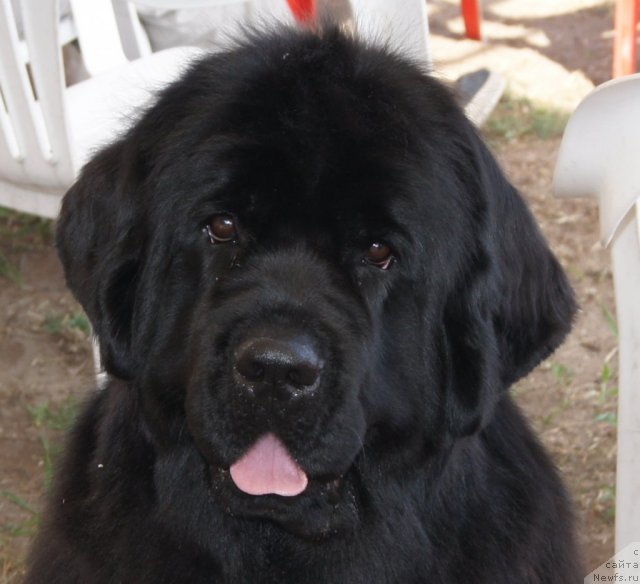 Фото: ньюфаундленд Aquatoriya Kelvin Inspirit Life (Акватория Келвин Инспирит Лайф)