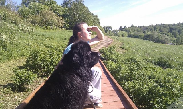 Фото: ньюфаундленд Graciya Nochi (Грация Ночи), Svetlana Fatova (Светлана Фатова)