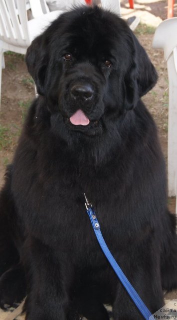 Фото: ньюфаундленд Aquatoriya Kelvin Inspirit Life (Акватория Келвин Инспирит Лайф)